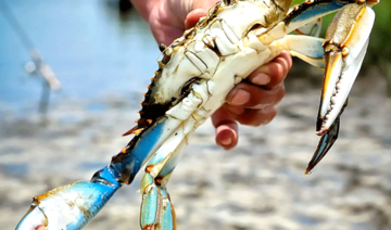 Une deuxième espèce de crabe bleu sur les côtes