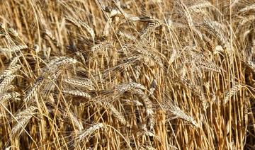 Le blé, céréale incontournable et arme diplomatique, au cœur de la crise alimentaire