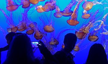 Les méduses, fléau de la baignade mais trésor de la science 