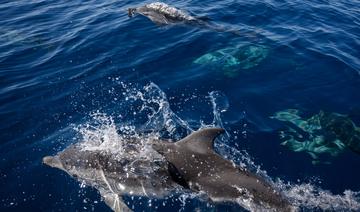 Côte d'Azur: la justice veut faire respecter l'interdiction de la nage avec dauphins 