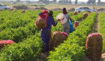 Les petits paysans d'Egypte, maillon vital mais délaissé de la chaîne alimentaire