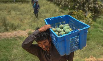 Pakistan: la production de mangues affectée par la chaleur et le manque d'eau