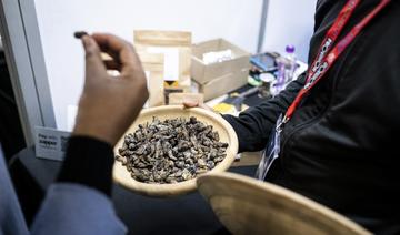 Les chenilles mopanes, bourrées en fer, rampent vers vos tables