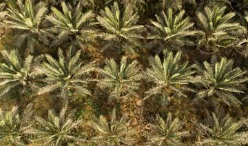En Irak, préserver le palmier-dattier, symbole national et trésor économique