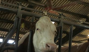 France: près de Lyon, des ventilateurs géants pour les vaches 