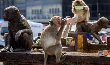 Attaques de macaques en série dans une ville de l'ouest du Japon