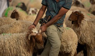 Aïd el-Kébir: L214 porte-plainte pour «complicité d’abattage d’animaux» clandestin
