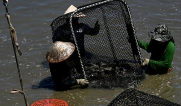 Taïwan: les producteurs de fruits et de poissons mis sous pression par les sanctions de Pékin