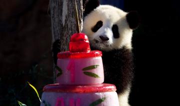France: les jumelles pandas fêtent leur un an devant leurs fans 