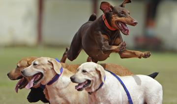 Les chiens pleurent lorsqu'ils retrouvent leur maître, montre une étude