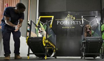 Face aux grosses chaleurs, les chiens ont leur salle de sport à Abou Dhabi