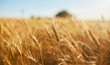 La Saudi Grains Organization achète 31 000 tonnes de blé pour 15 millions d’euros aux agriculteurs locaux 