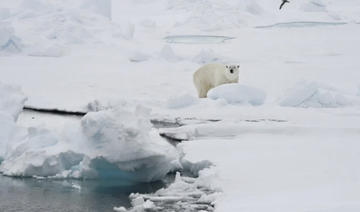 Une touriste française blessée par un ours blanc au Svalbard 