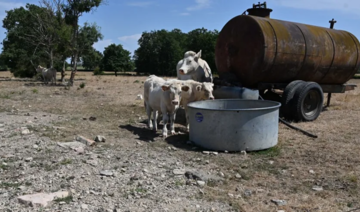 Le prix du lait va continuer d'augmenter à cause de la sécheresse