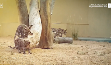 La Commission royale pour AlUla annonce la naissance de léopards d'Arabie