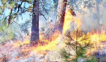 Les forêts en feu: Comment les incendies dévastateurs se sont-ils propagés en Tunisie ?