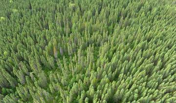 Un réchauffement climatique même modeste menace les forêts du Nord