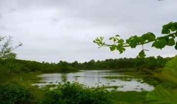 Algérie: plus de 10 000 hectares d'un parc classé par l'Unesco partis en fumée 