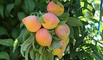 Une «prune pastèque»? Les fruits hybrides d'un producteur israélien 