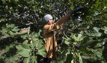 Tunisie: Des «jardins suspendus» résistent à la sécheresse