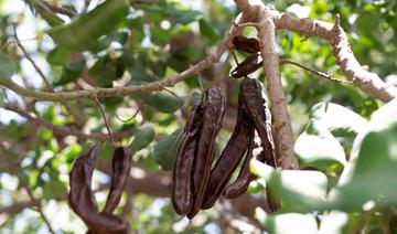 A Chypre, des cultivateurs de caroube récoltent toujours leur «or noir»