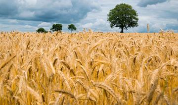 Consommation de blé par habitant: La Tunisie enregistre un record mondial