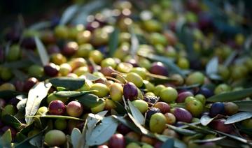 Monastir: La récolte des olives en baisse de 65%