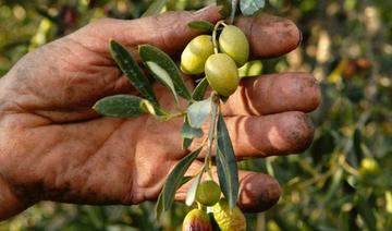 Sidi Bouzid: La récolte des olives estimée à 190 mille tonnes