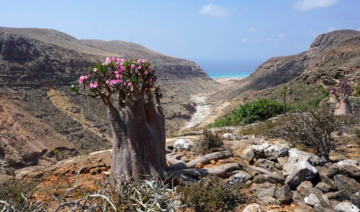 Yémen: les autorités déjouent une tentative de contrebande pour extraire de Socotra des graines de plantes rares
