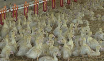 Grippe aviaire: Les éleveurs appelés à confiner leurs volailles dans l'ouest de la France