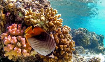 Face au réchauffement climatique, l'Egypte, «dernier refuge des coraux»