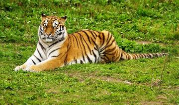 Inde: un tigre, incriminé dans 13 morts, a été capturé