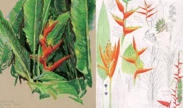 Automne tropical – carnet de voyage en Guyane