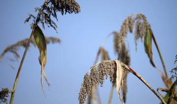Etats-Unis: réputé plante du changement climatique, le sorgho décimé par la sécheresse