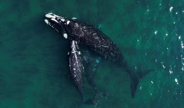 Les baleines bleues absorberaient jusqu'à 10 millions de morceaux de microplastiques par jour