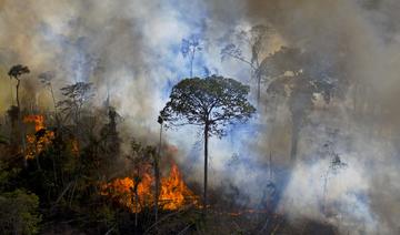 Brésil: déforestation record en Amazonie en octobre