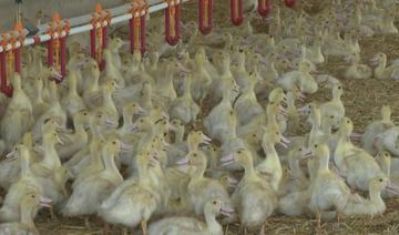 Grippe aviaire: l'État fait le vide dans les élevages d'une partie de la France