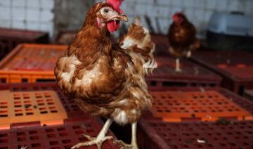 Grippe aviaire: La France veut vacciner à l'automne 2023, déjà 2 millions de volailles abattues en décembre
