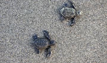 Une cinquantaine de tortues d'une espèce en danger envoyées de Monaco vers le Sénégal