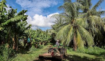 Chlordécone: la colère gronde en Martinique face au risque de «déni de justice»