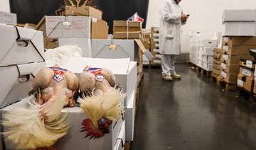 Grippe aviaire: les volaillers français plaident pour une vaccination au niveau européen 