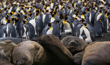 Les manchots royaux de Crozet menacés par le réchauffement climatique