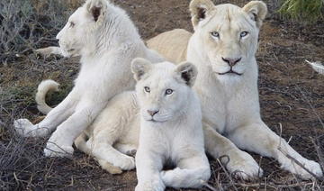 Algérie: Naissance de 4 lionceaux blancs dans un jardin zoologique