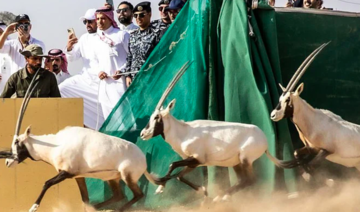 Retour de l'oryx d'Arabie dans la réserve naturelle de Neom
