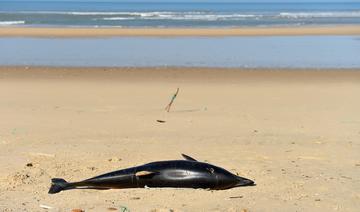 Dauphins échoués : 15 députés demandent au gouvernement d'agir