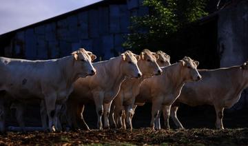 Pour le lait de ses yaourts, Danone veut des vaches qui émettent moins de méthane