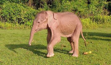 Birmanie: l'éléphant blanc, un signe de bon augure récupéré par la junte