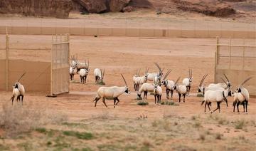 L'Arabie saoudite libère plus de 1 500 animaux menacés d'extinction à AlUla