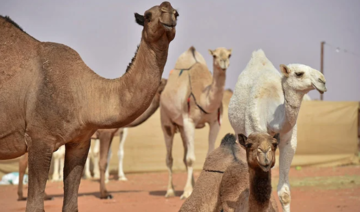 Les reines de beauté du désert volent la vedette au festival du chameau du roi Abdelaziz 