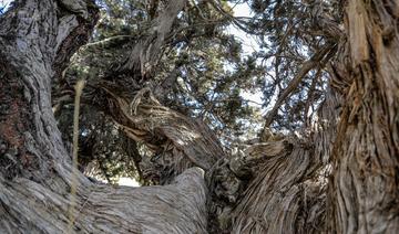 Au Liban, des arbres millénaires menacés par l'abattage illégal